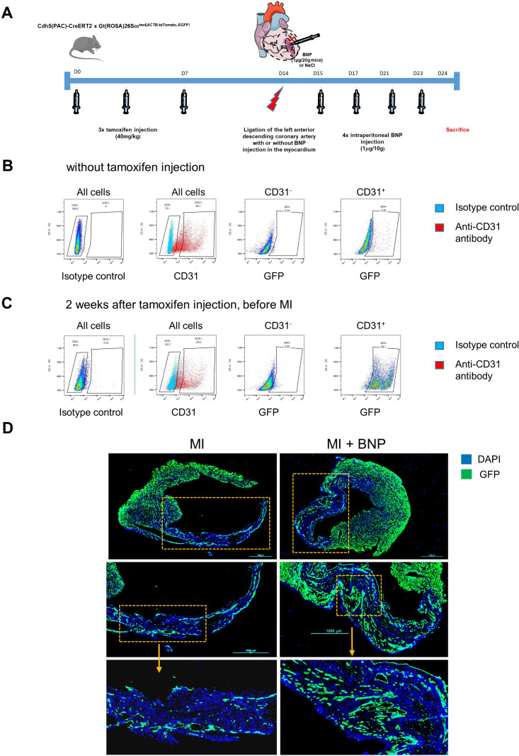 Figure 5—figure supplement 1.