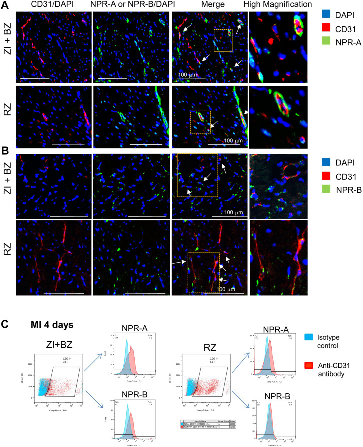 Figure 1—figure supplement 1.