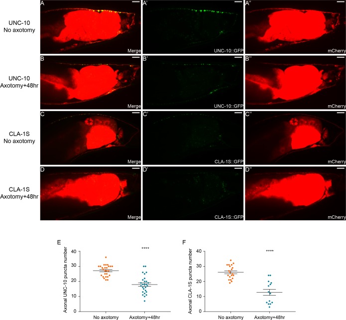 Figure 2—figure supplement 2.