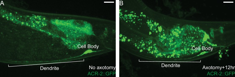 Figure 7—figure supplement 1.