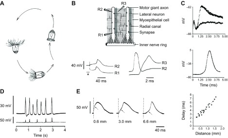 Fig. 9.