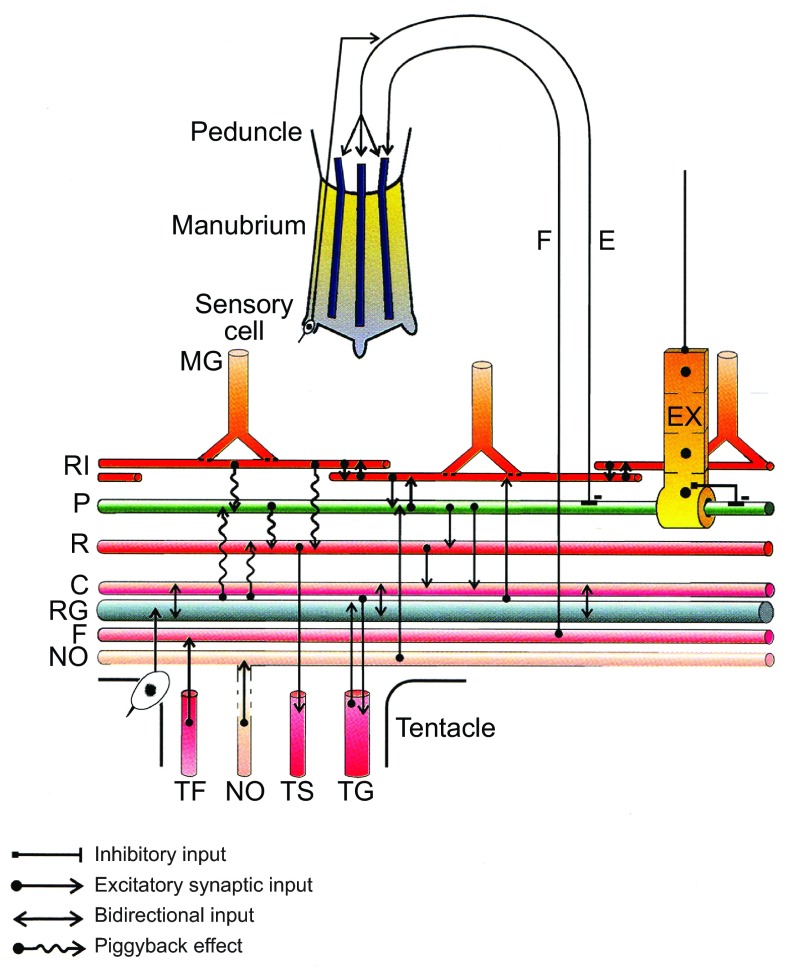 Fig. 5.