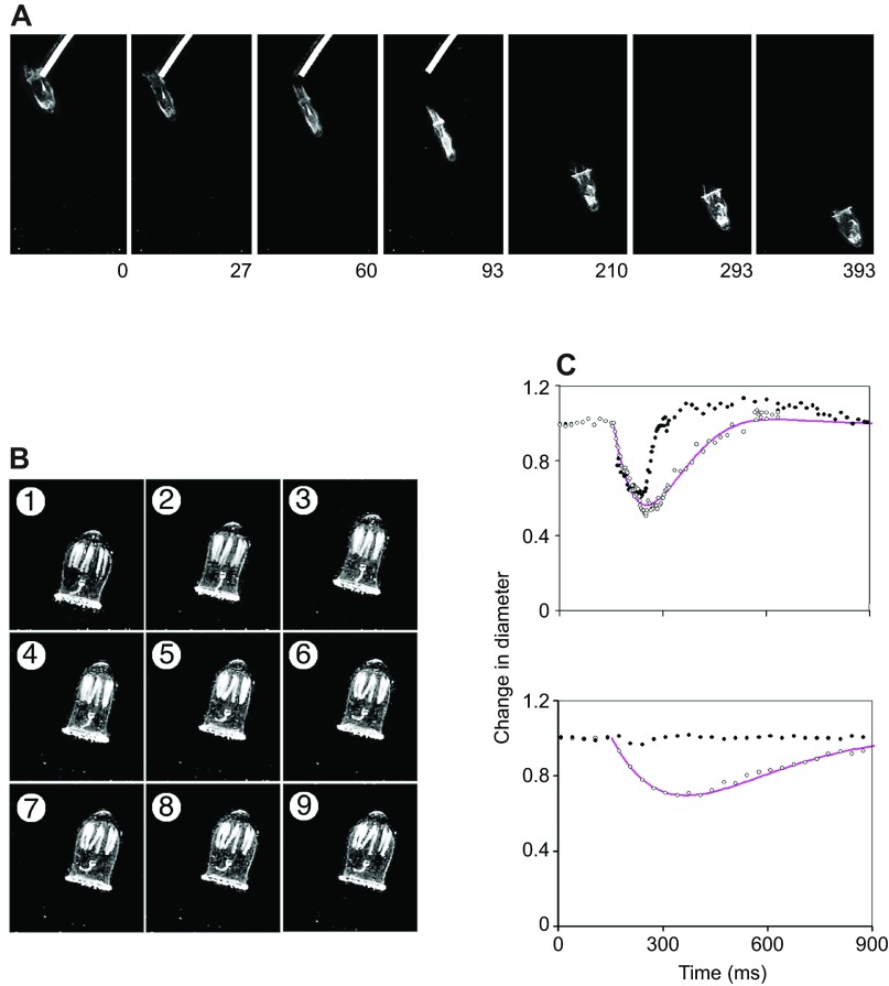 Fig. 8.