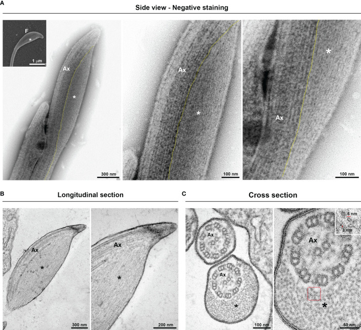 Figure 3