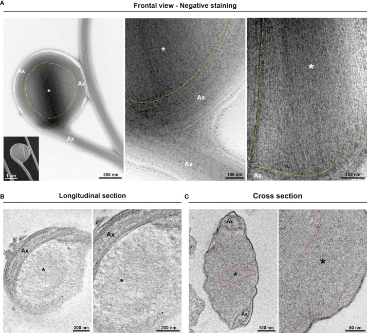 Figure 4