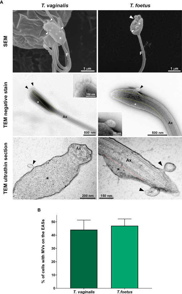 Figure 9