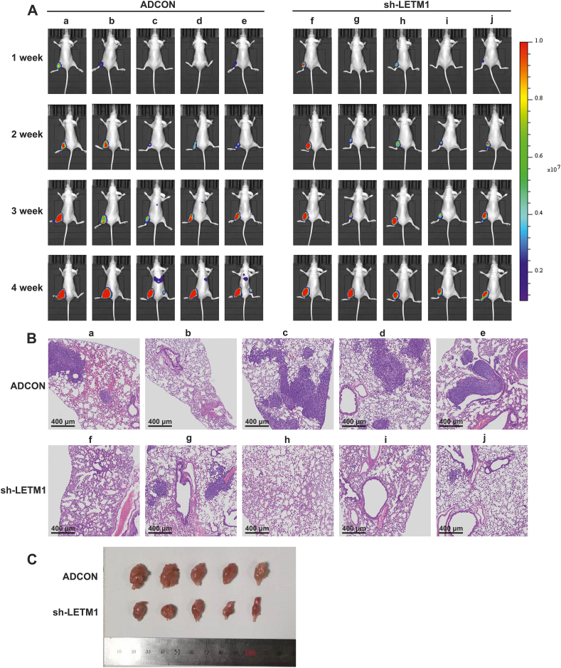 Fig. 8