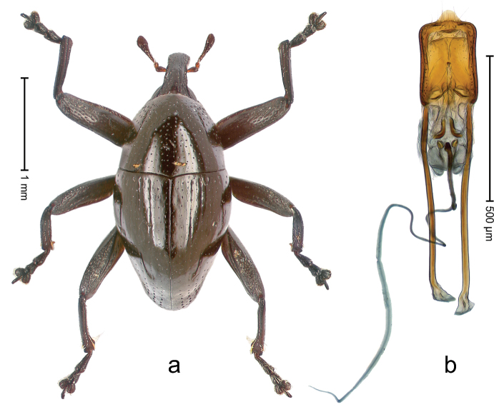 Figure 5.