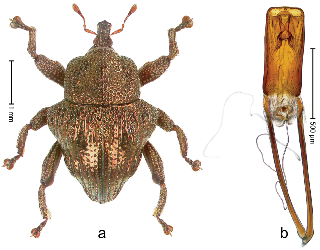 Figure 35.