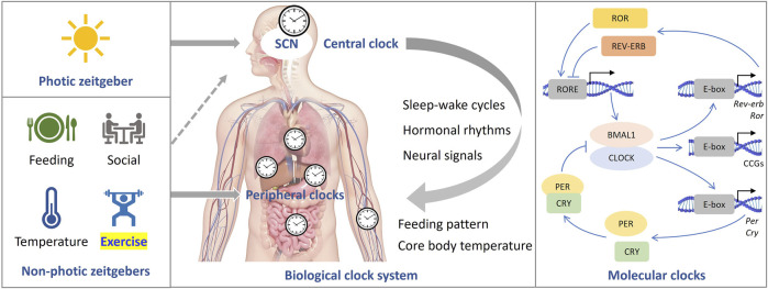 FIGURE 1