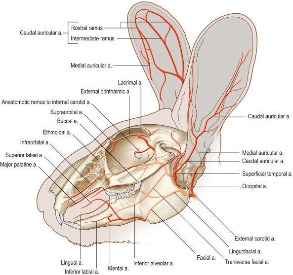 Figure 1.16