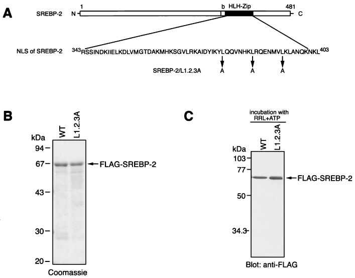 FIG. 3