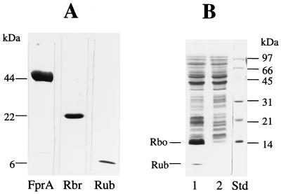 FIG. 5