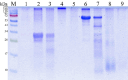 Fig 5