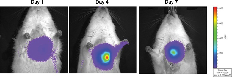 Figure 4g: