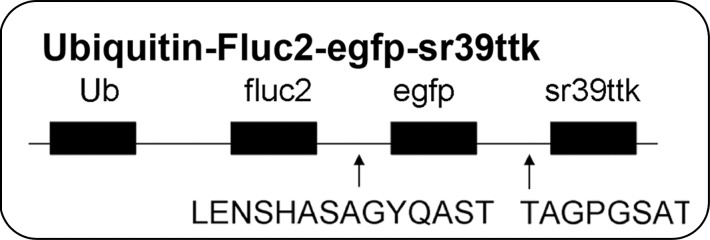 Figure 1a: