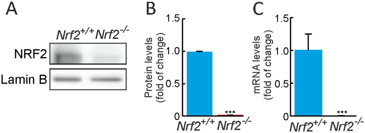 Supplemental Fig. 1