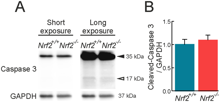 Supplemental Fig. 3