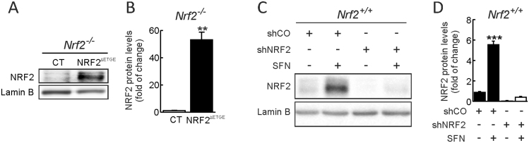 Supplemental Fig. 4