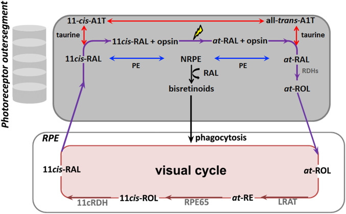 Fig. 7.