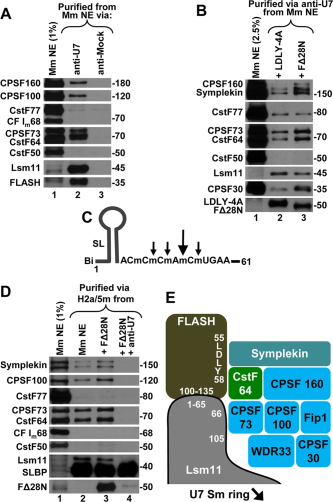 Fig 5