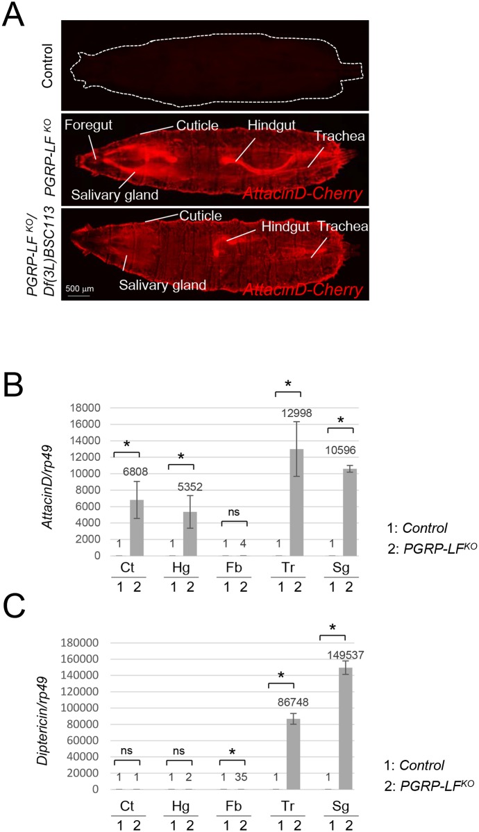 Fig 2