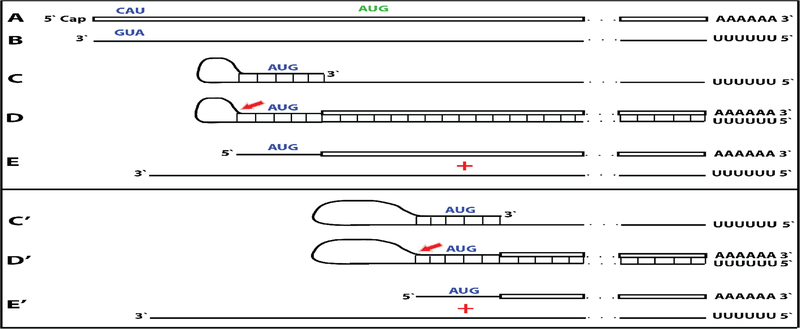 Figure 13: