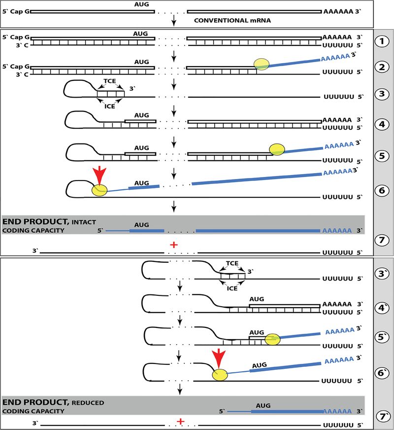 Figure 11: