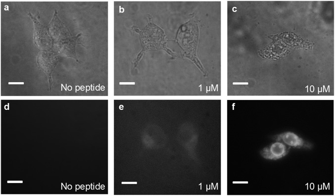 Fig. 3.