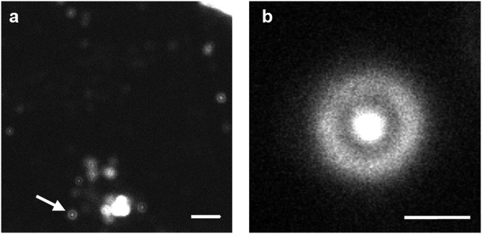 Fig. 4.