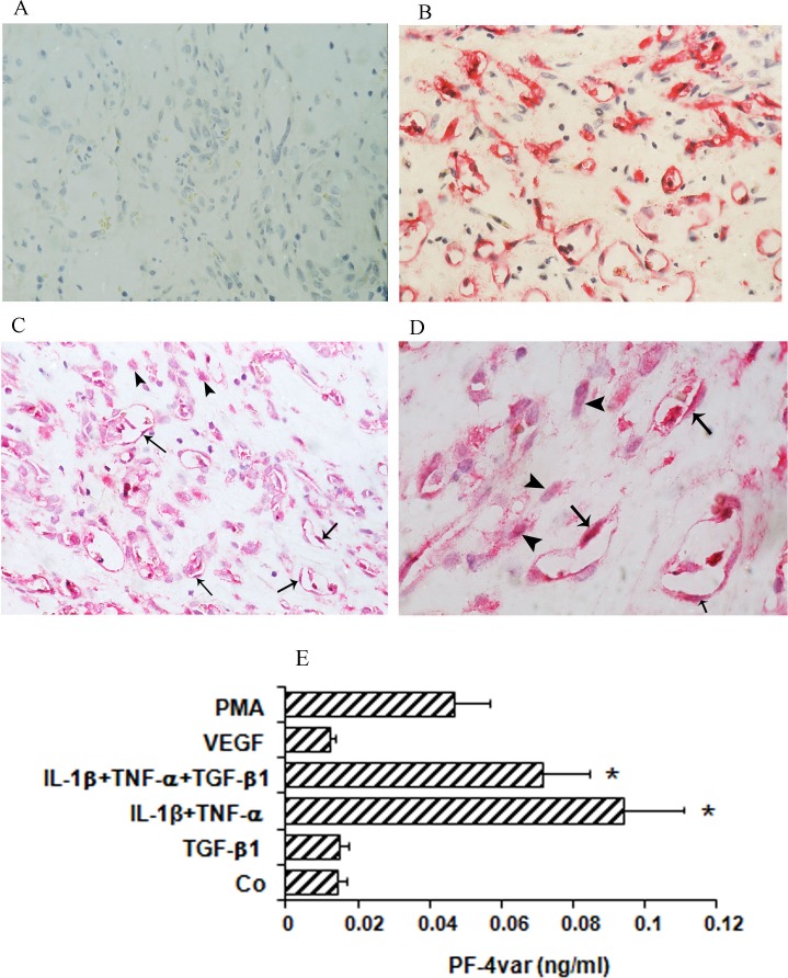 The Chemokine Platelet Factor-4 Variant (PF-4var)/CXCL4L1 Inhibits ...