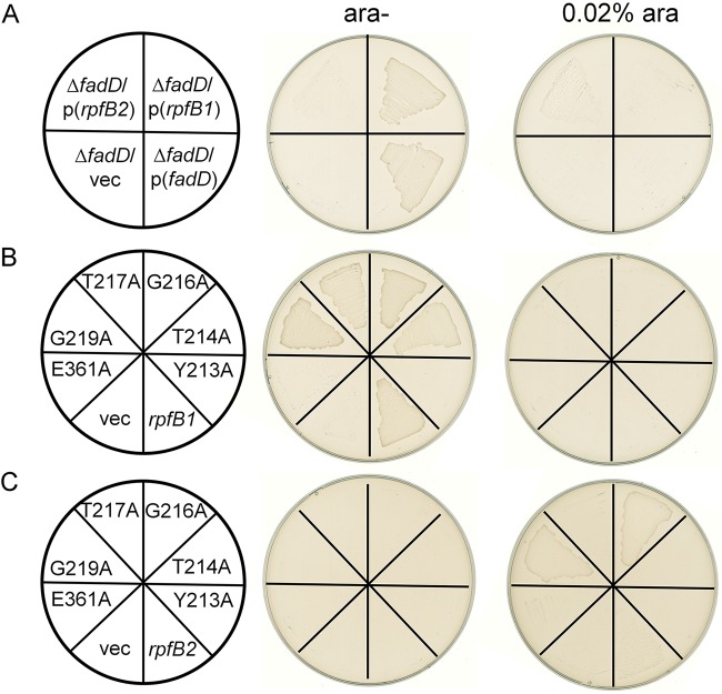 FIG 2