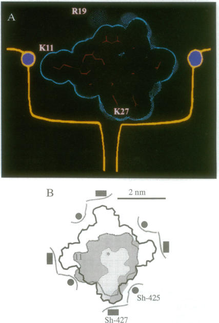 graphic file with name pnas01142-0325-a.jpg