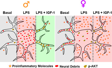 graphic file with name GLIA-70-1153-g002.jpg