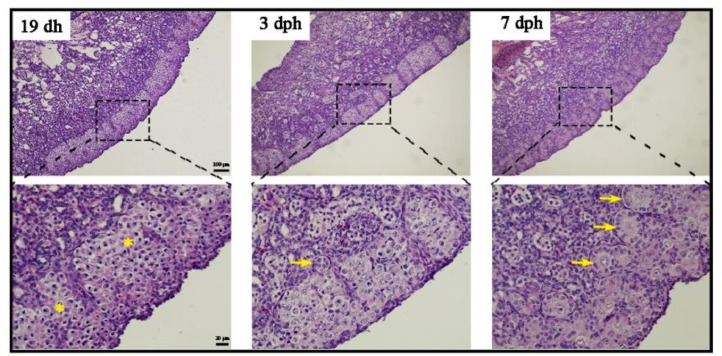 Figure 7