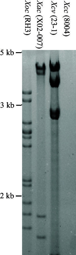 Figure 5—figure supplement 1.