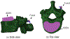 Fig. 4: