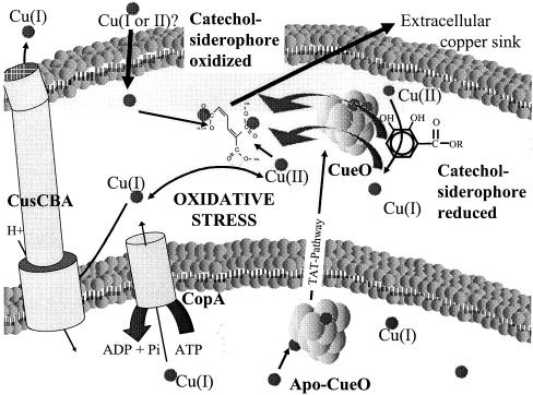 FIG. 8.