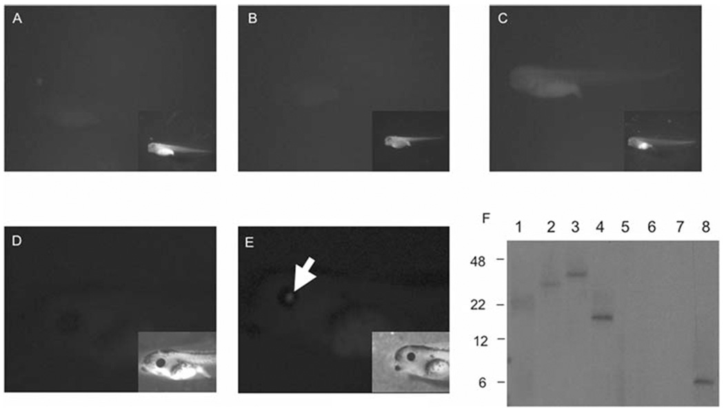 Fig. 9.2