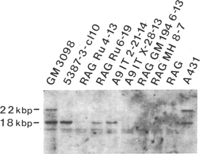 graphic file with name pnas00338-0384-a.jpg