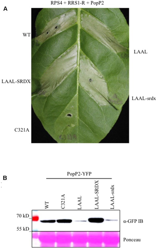 FIGURE 4