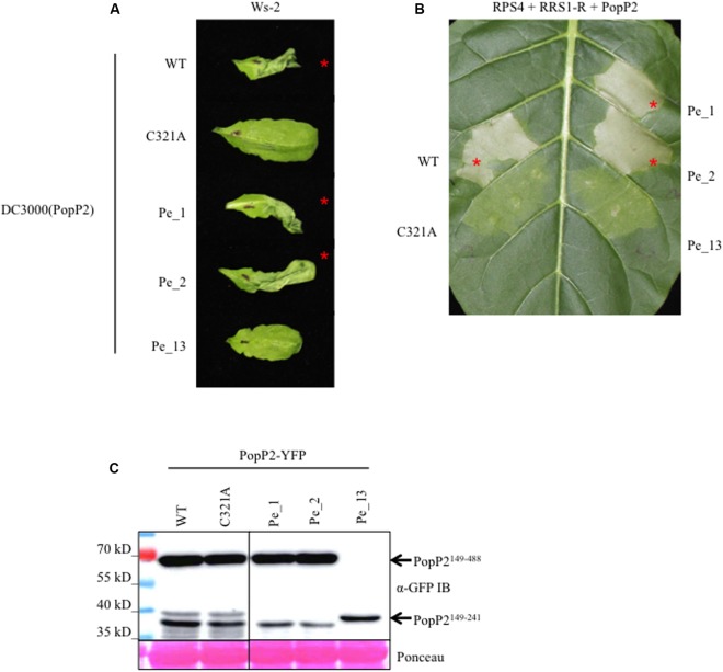 FIGURE 2