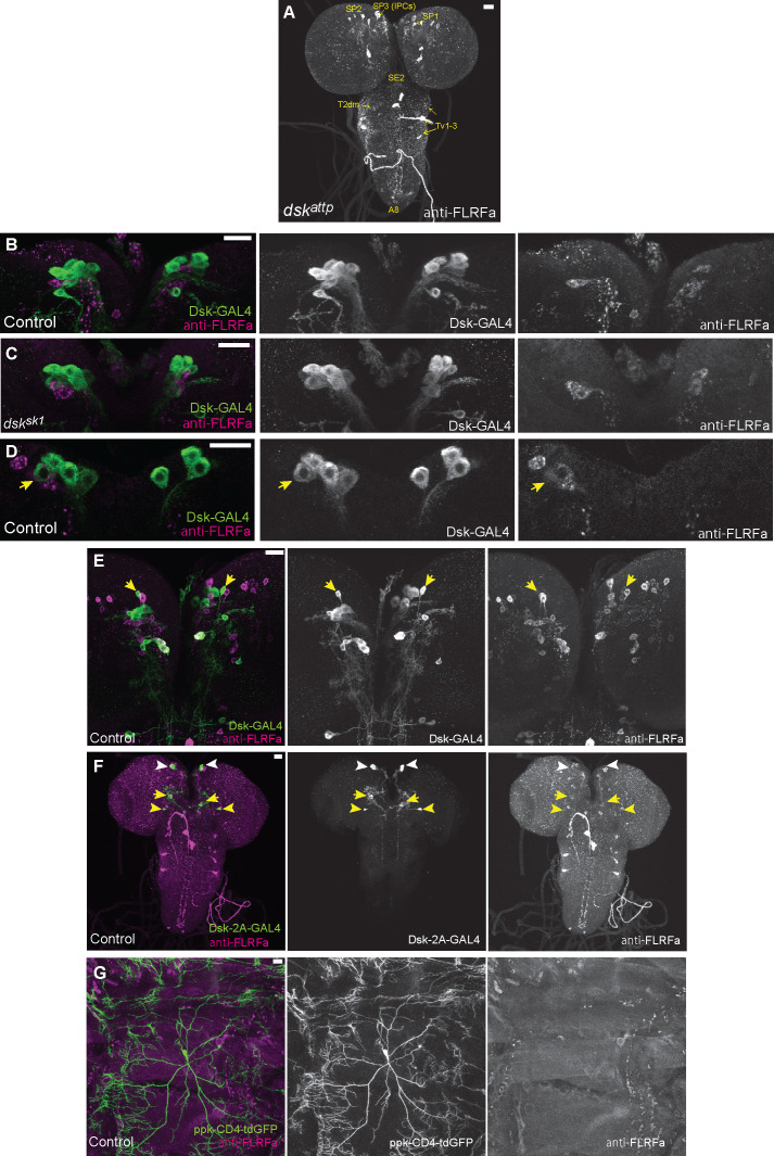 Figure 2—figure supplement 1.