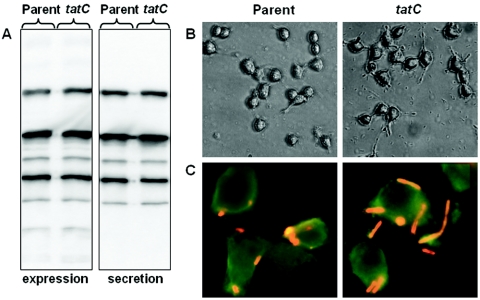 FIG. 4.