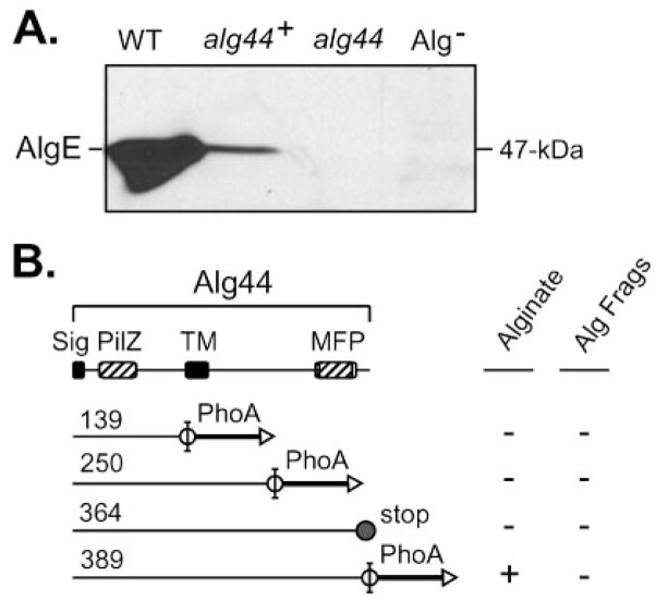 Fig. 5