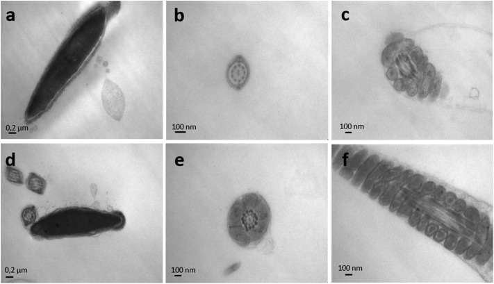 Fig. 8