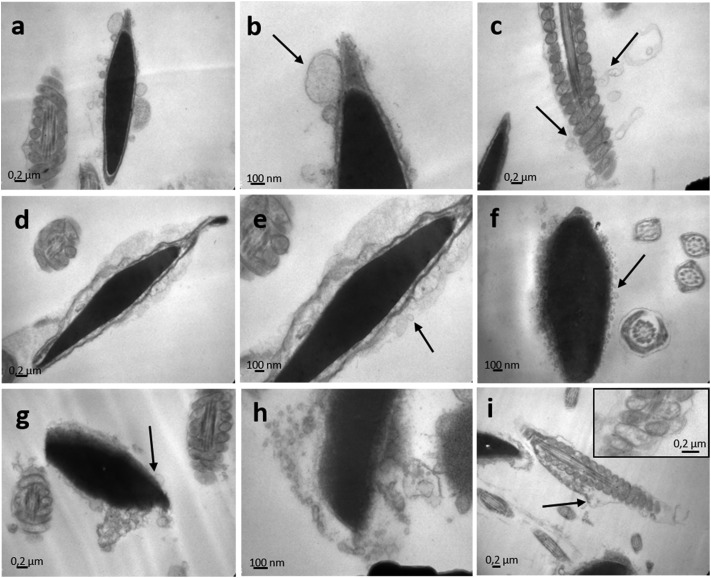 Fig. 9