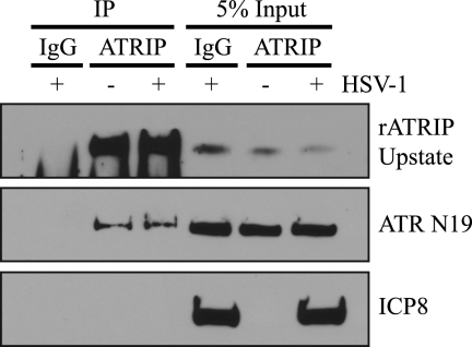 FIG. 5.