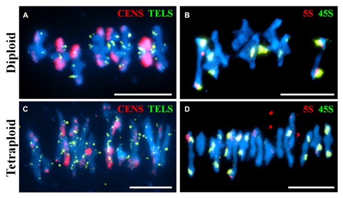 FIGURE 3