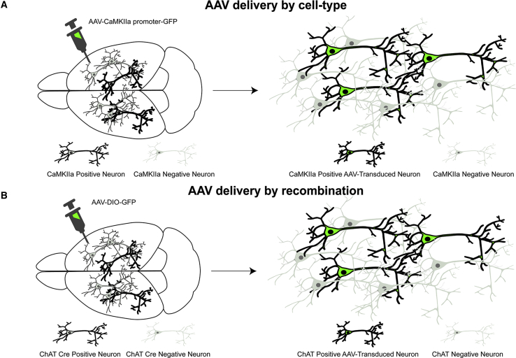 Figure 2